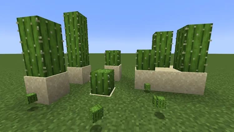How To Find Cactus in Minecraft